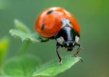 Unlocking the Secrets of Macro Photography: Techniques for Capturing Intricate Details and Small Subjects