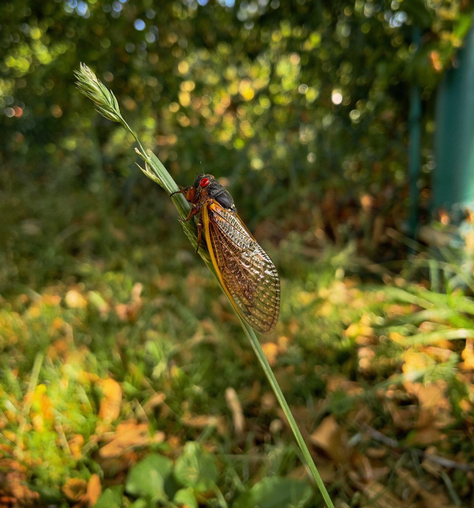 Periodical Cicadas Disrupt Local Ecosystems